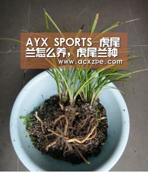  AYX SPORTS